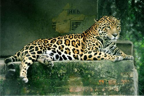 800px-Panthera_onca