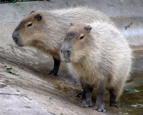 capybaras
